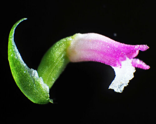 newly discovered pink orchid species in japan sprouts like ethereal glasswork