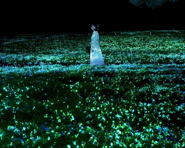 nemophila: teamlab's digital art installation blooms and glows at botanical garden in osaka