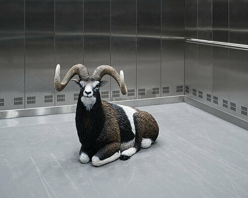 formafantasma's 'oltre terra. why wool matters' explores the co-evolution of sheep & humanity