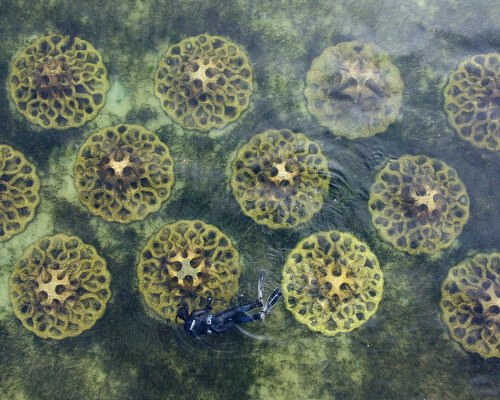 reef design lab plants concrete with recycled shells in water to save marine life from erosion