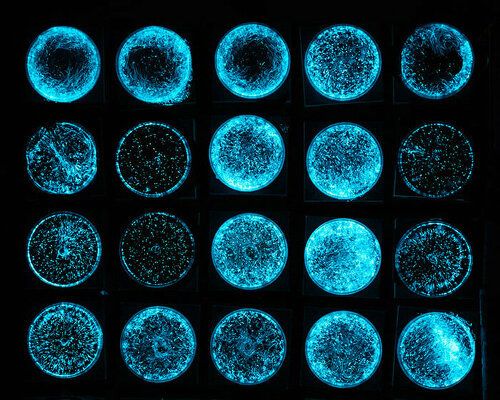zoë breed uses bioluminescent algae as bio-pixels to create a living light show