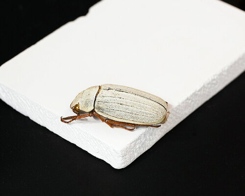 researchers develop cooling ceramic tiles that mimic the whiteness of beetle to deflect heat