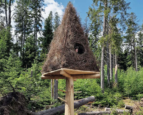 fallen tree roots form scenic forest lookout by ulf mejergren in sweden