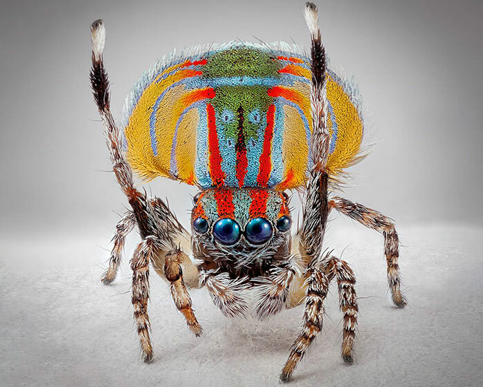 maria fernanda cardoso's detailed photos explore the vibrant world of tiny maratus spiders