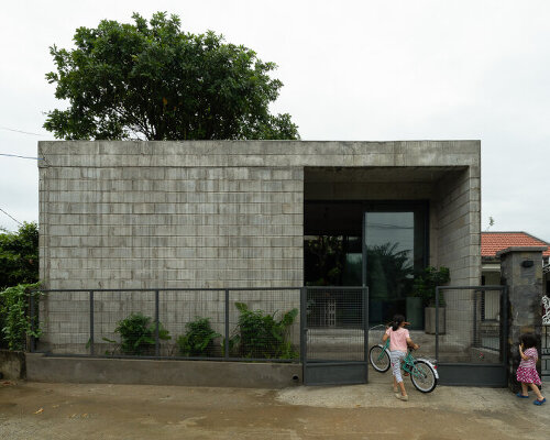 fish poison tree sprouts through tinh an house's concrete courtyard in vietnam