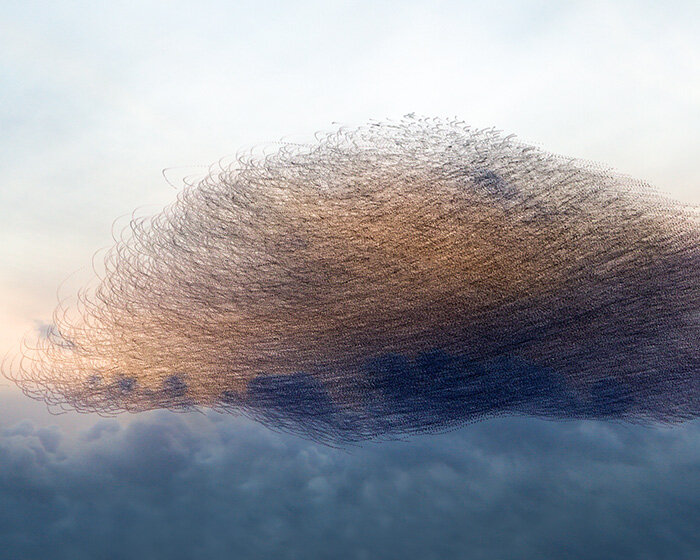 photography series by kathryn cooper maps aerial choreography of starling murmurations