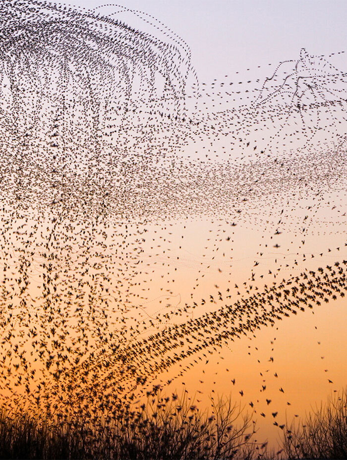 MURMURATIONS | designboom