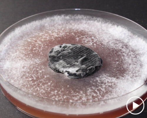 3D printed biodegradable fungal ‘battery’ uses sugar to supply power then digests itself after