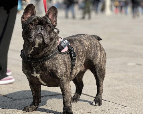 museo egizio, gli uffizi, MAXXI and other italian museums offer visitors dog-sitting services